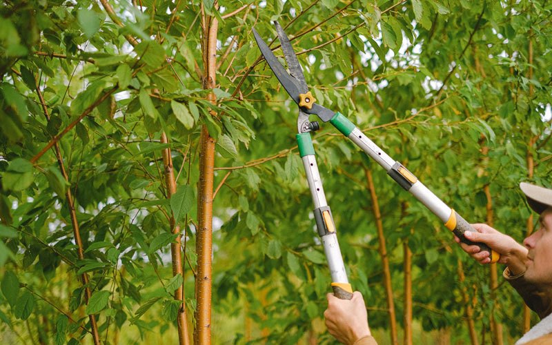 Tree trimming in Wakita, OK