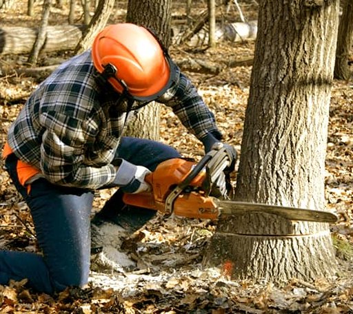 Tree Removal in Wakita, OK